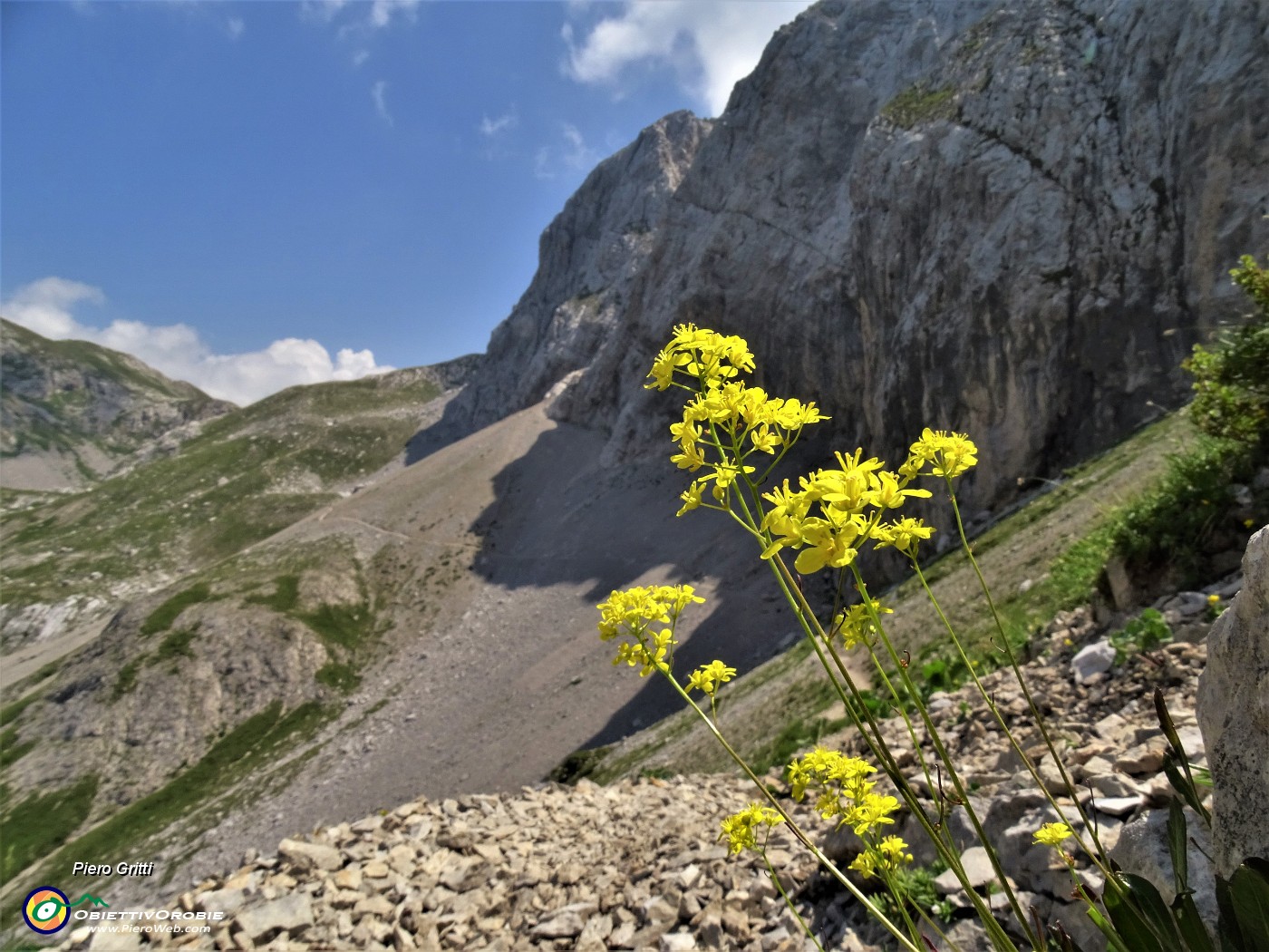 28 Biscutella laevigata (Biscutella montanina) con vista sui mecereti del Mandrone e sulle  pareti rocciose  d'Arera.JPG